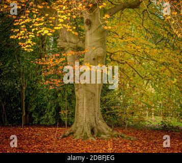 Golden fallen leaves below a Beech tree in Autumn. Stock Photo