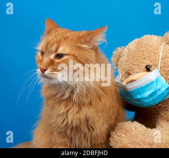 adult fluffy ginger cat and brown teddy bear in a medical mask, blue background Stock Photo