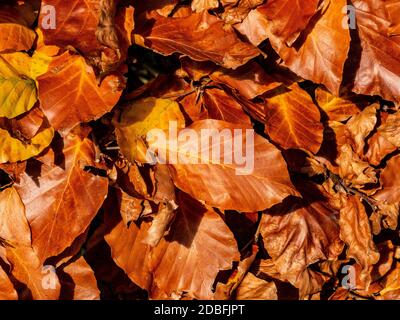 Golden, fallen Beech tree leaves in Autumn. Stock Photo