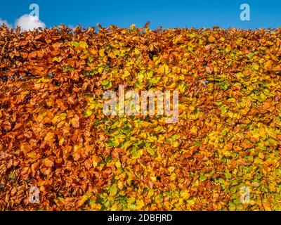 Beech hedge  with golden Autumn leaves. Stock Photo