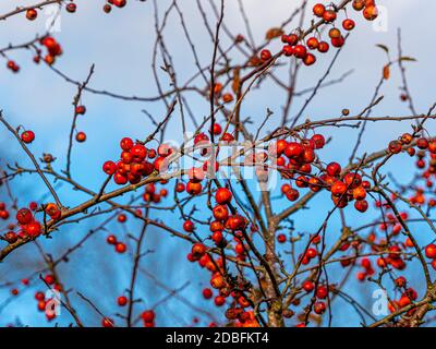 The colourful fruits of crab apple "Evereste", in Autumn. Stock Photo