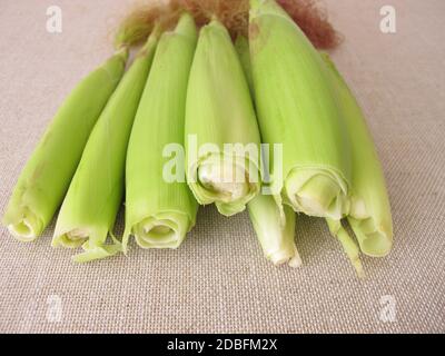 Young corn ears in husk leaves from the garden Stock Photo