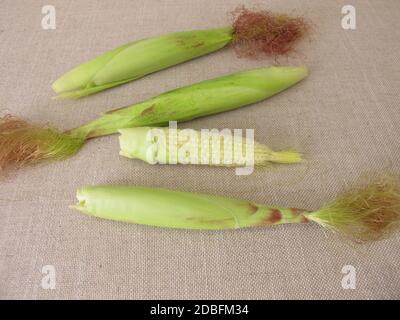 Young corn ears in husk leaves from the garden Stock Photo