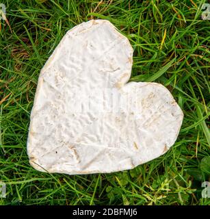 French Neufchatel cheese on the grass Stock Photo