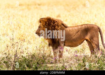 Male Lion Stock Photo
