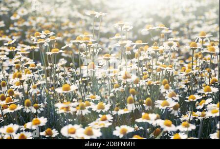 large field with white blooming daisies on a spring day, selective focus, sunny Stock Photo