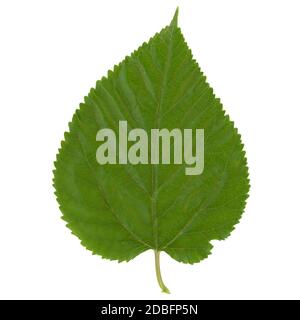 white mulberry tree (scientific name Morus alba) leaf isolated over white background Stock Photo
