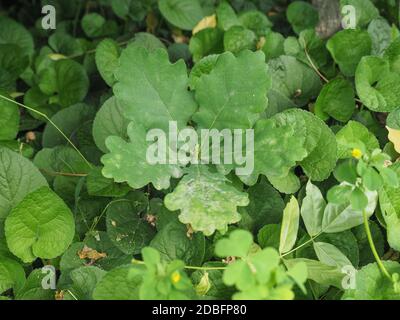 oak tree (scientific name Quercus robur) sapling Stock Photo