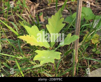 oak tree (scientific name Quercus robur) sapling Stock Photo