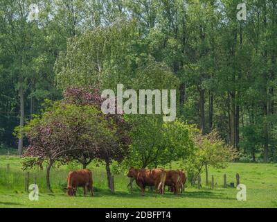 spring time in the german muensterland Stock Photo