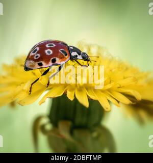 orange ladybug sitting on a yellow dandelion flower, close-up Stock Photo