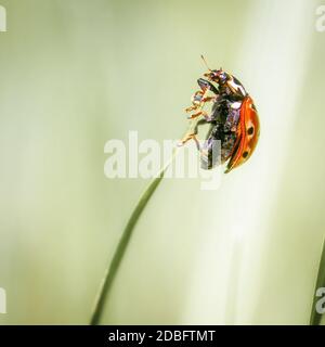 one orange ladybug sitting on a green blade of grass, close-up Stock Photo