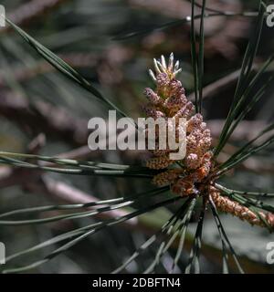 young conifer cones on a branch, close-up Stock Photo