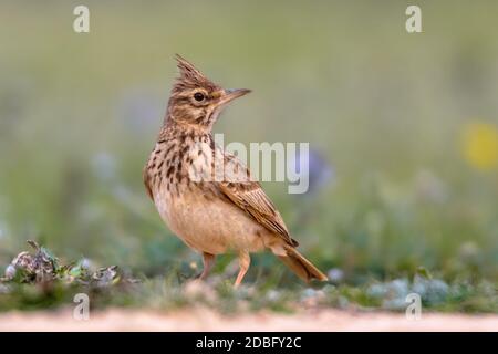 Crested lark (Galerida cristata) foraging on the ground side view in the Spanish Pyrenees, Vilagrassa, Catalonia, Spain. April. Stock Photo