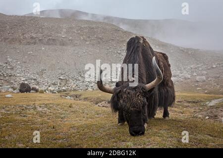 Yak grazing in Himalayas. Ladakh, India Stock Photo