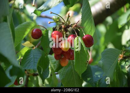 Group of cherries on the tree in spring Stock Photo