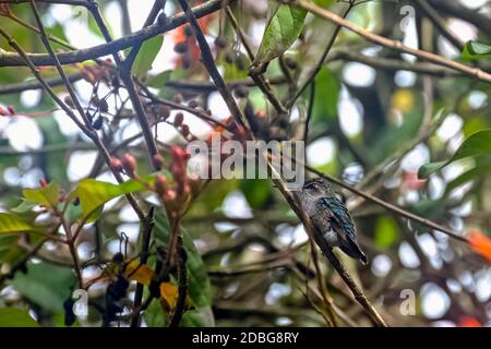 Bee hummingbird, zunzuncito or Helena hummingbird (Mellisuga helenae) - the world's smallest bird - Peninsula de Zapata / Zapata Swamp, Cuba Stock Photo