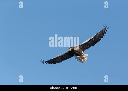 Steller's Sea Eagle, Haliaeetus pelagicus, flying with wings spread. Rausu, Menashi, Hokkaido, Japan Stock Photo