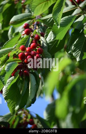 Group of cherries on the tree in spring Stock Photo