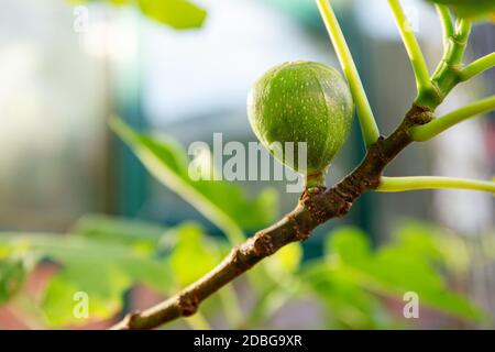 Young ripening fig fruit on a branch. Stem with Green Figs. Fig fruit growth. Ripening stage of figs, growing fig bush Stock Photo