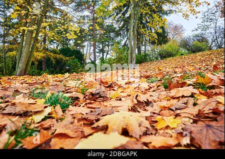 On the ground lying golden autumn leaves on a footpath in a park. Stock Photo