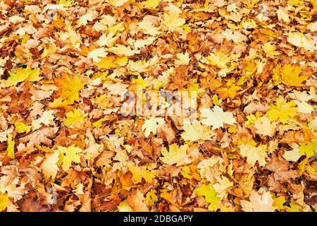 On the ground lying golden autumn leaves on a footpath in a park. Stock Photo