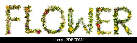 Flower, Branches And Blossom Letter Building English Word Flower. White Isolated Background Stock Photo