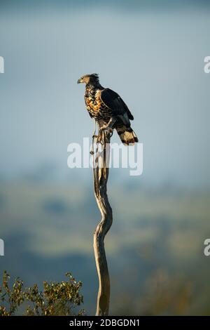 African crowned eagle on long thin stump Stock Photo