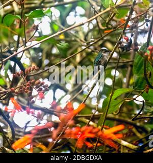 Bee hummingbird, zunzuncito or Helena hummingbird (Mellisuga helenae) - the world's smallest bird - Peninsula de Zapata / Zapata Swamp, Cuba Stock Photo