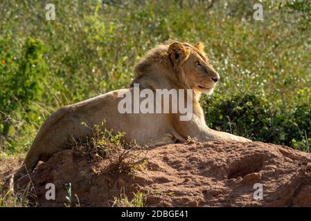 Backlit male lion lying on termite mound Stock Photo