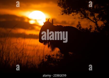 Blue wildebeest standing in silhouette at sunset Stock Photo