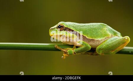 Small european tree frog, hyla arborea, sitting on green grass blade in summer. Little wild animal with wet skin using fingers to stand and balance on Stock Photo