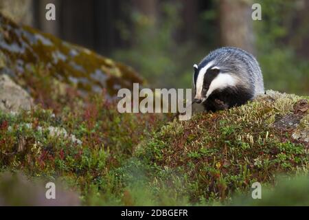 European badger, meles meles, searching for food and approaching on rocks in forest from front view with copy space. Furry animal with black and white Stock Photo