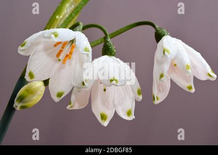 Beautiful white snowdrop flowers covered in raindrops Stock Photo