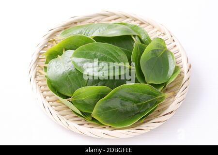 persimmon leaves, herbal medicine in a bamboo basket Stock Photo