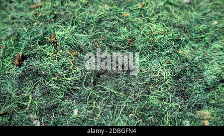 Close up of a garden carpet Stock Photo