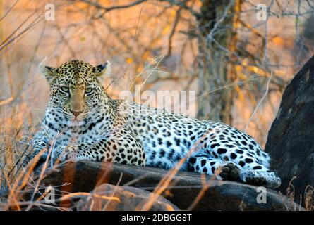 Leopard at dusk in the Kruger National Park Stock Photo