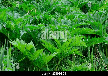 Heracleum mantegazzianum, commonly known as giant hogweed in germany Stock Photo