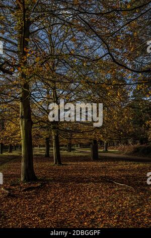 London, UK. 17th Nov, 2020. Autumn Colourson a glorious morning within Richmond Park, in the London Borough of Richmond upon Thames, England, United Kingdom. 17th Nov, 2020. Credit: Jeff Gilbert/Alamy Live News Stock Photo