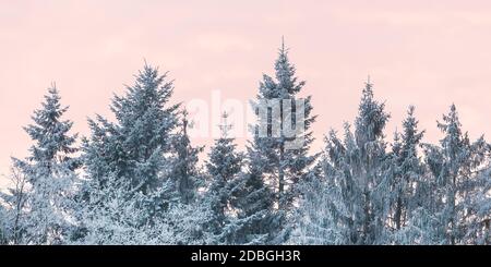 Winter landscape with snow covered trees in Dutch national park Veluwezoom Stock Photo