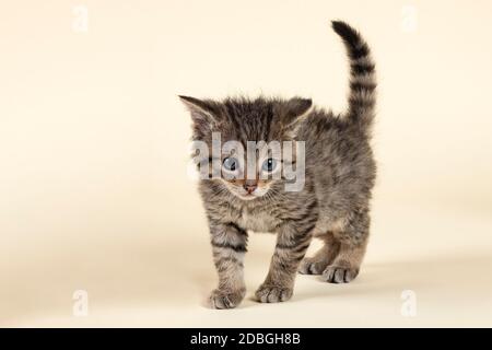 Europäische Wildkatze (Felis silvestris), Jungtier, stehend, captive, 8 Wochen, Studioaufnahme, Österreich Stock Photo