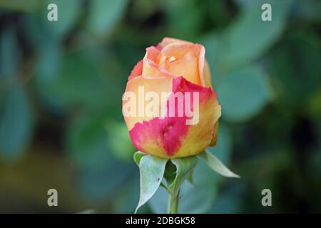 Single yellow, peach and pink rose flower bud of the variety Lady of Shalott also known as Ausnyson with a dark background of blurred leaves. Stock Photo