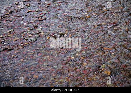 View of colored pebbles in shallow lake waters Stock Photo