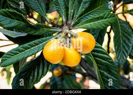 Bunch of ripe medlars on the tree branch ready for harvest. Healthy nutrition. Stock Photo