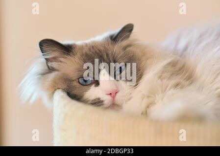 Beautiful lazy long-haired cat with blue eyes lying on a cushion relaxing with a contented expression in close up Stock Photo