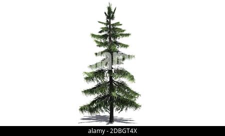 Alaska Cedar tree isolated on white background Stock Photo