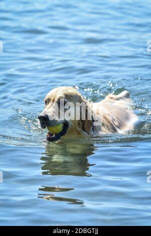 golden retriever dog swims in the water bringing a ball to the shore Stock Photo