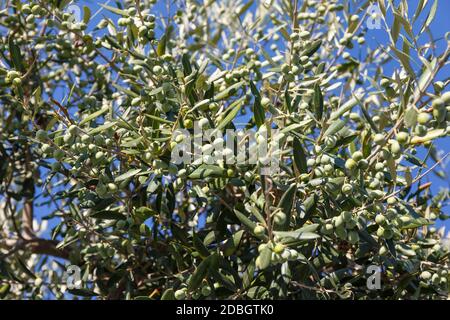 Olive tree full of olives, Apulia, Italy Stock Photo