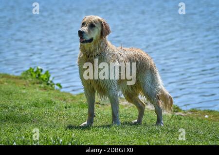 beautiful golden retriever dog in profile all bafgnato after swimming Stock Photo