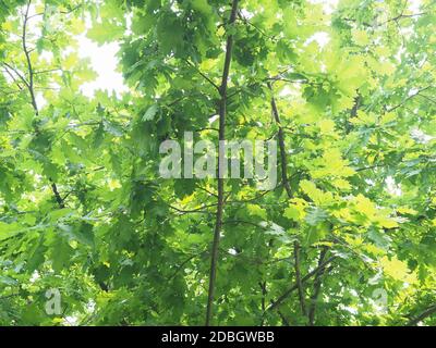 oak tree (scientific name Quercus robur) sapling Stock Photo